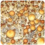 Псилоцибиновые (галлюциногенные)  грибы Psilocybin "Golden Teacher" в Иркутске
