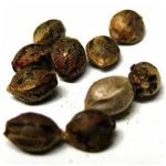 Семена марихуаны АК-47  (Seeds AK-47) в Иркутске